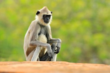 Ortak Langur maymun
