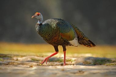 Ocellated Türkiye kuş