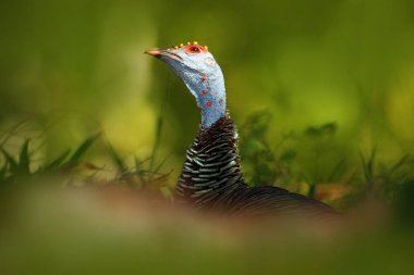 Ocellated Türkiye kuş