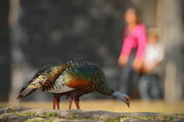 Ocellated Türkiye kuş