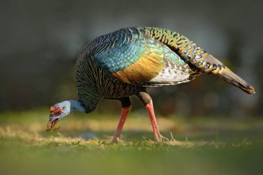 Ocellated turkey bird clipart