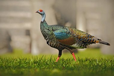 Ocellated Türkiye kuş