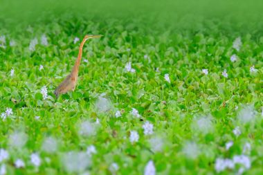 Pembe sümbül çiçekler kuş 