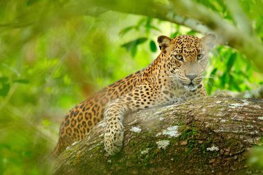 Yeşil bitki örtüsü içinde leopar 