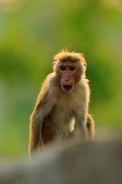 Doğa ortamlarında toque makak