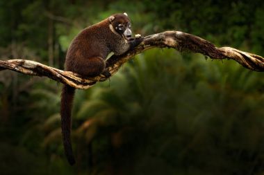 Rakun Milli Parkı Manuel Antonio