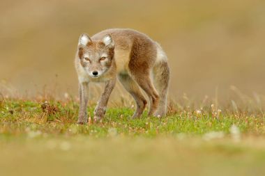 Arctic yaban Fox 