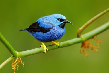 Honeycreeper kuş parlayan
