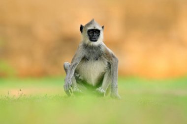 Ortak Langur maymun 