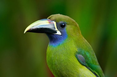 Mavi boğazlı Toucanet kuş