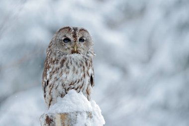 Alaca baykuş kuş