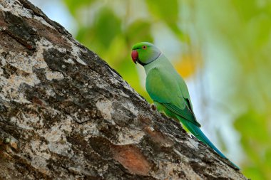 Yeşil kuş yuva delik ile ağaç gövdesi üzerinde oturan. Muhabbet kuşu Rose halkalı iç içe yerleştirme, Psittacula krameri, güzel doğa yeşil orman habitat, Sri Lanka, Asya'da papağan. Yeşil ormanda papağan. 