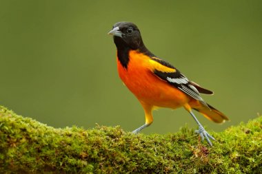 Baltimore sarıasma kuş
