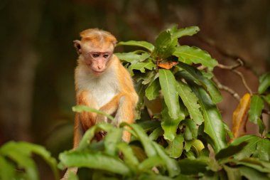 Toque macaque monkey clipart