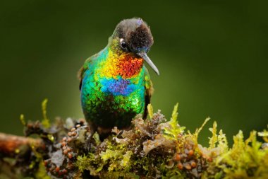 Fiery-throated Hummingbird bird clipart