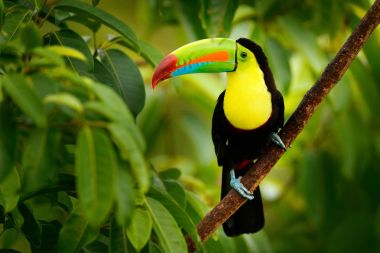 Keel-billed Toucan, Ramphastos sulfuratus, bird with big bill. Toucan sitting on the branch in the forest, Boca Tapada, green vegetation, Costa Rica. Nature travel in central America. clipart