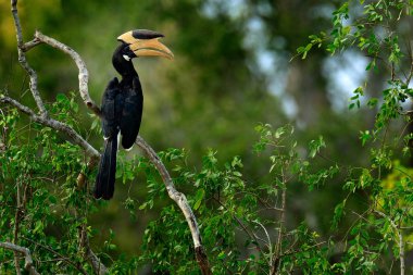 Malabar Pied Kartallar kuş