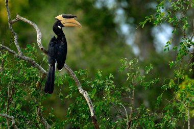 Malabar Pied Hornbill bird clipart