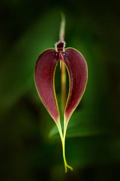 Orquídea selvagem Bulbophyllum maxillare — Fotografia de Stock