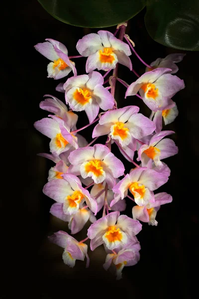 Orquídea silvestre Dendrobium —  Fotos de Stock