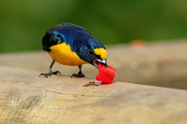 Pássaro alimentando frutas vermelhas . — Fotografia de Stock