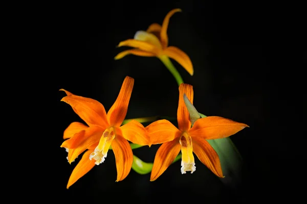 Wild orchid Cattleya — Stock Photo, Image
