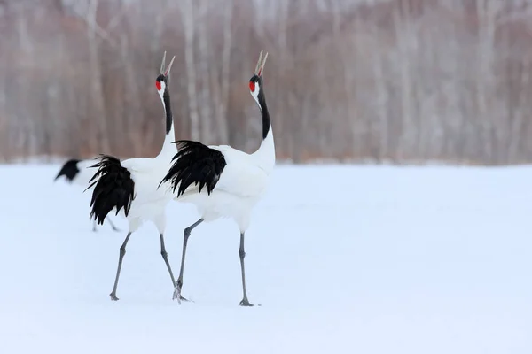 Dancing pair of Red-crowned cranes — Stock Photo, Image
