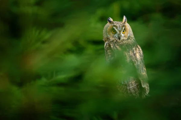 Gufo nascosto nella foresta — Foto Stock