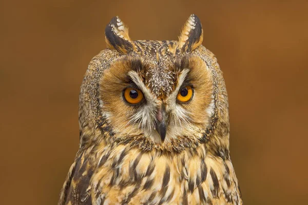 Detail portrait of owl. — Stock Photo, Image