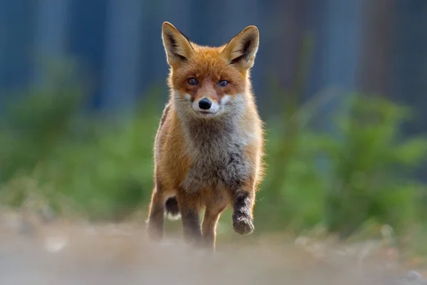 Red fox na lyžích — Stock fotografie