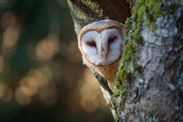 Barn owl sitting on tree trunk — Stock Photo, Image