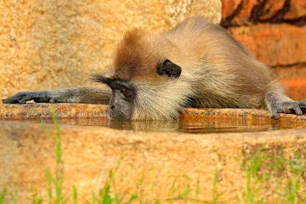 Monkey drinking water — Stock Photo, Image