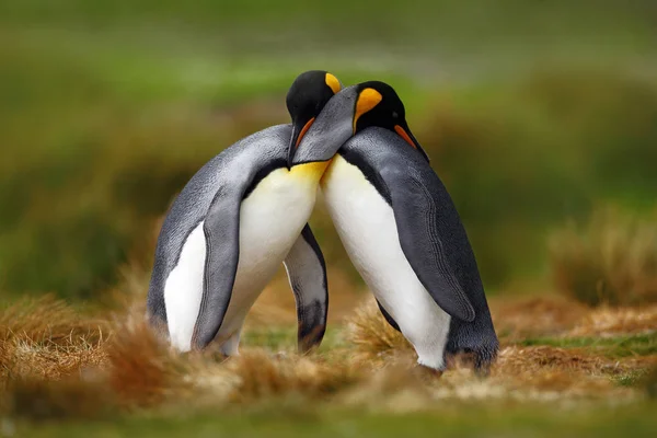 Roi couple pingouin — Photo