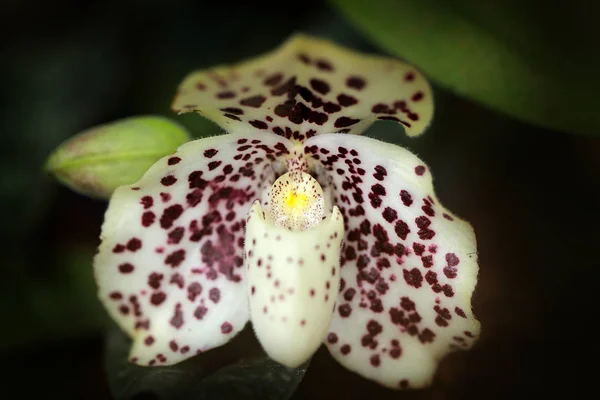 Orchidea selvatica Paphiopedilum wenshanense — Foto Stock