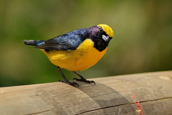 Pássaro-da-eufonia-garganta-amarela — Fotografia de Stock