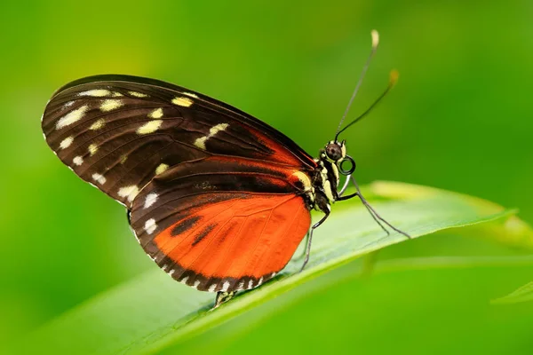 Borboleta sentada nas folhas — Fotografia de Stock