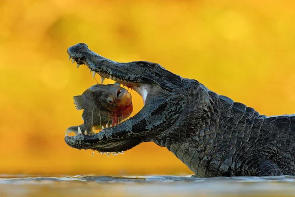 Krokodyl w kagańcu otwarte — Zdjęcie stockowe