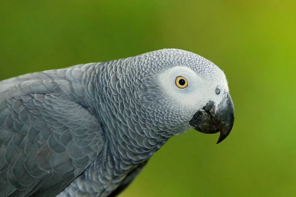 Szary papuga ptak — Zdjęcie stockowe