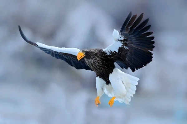 Fliegender seltener Adler — Stockfoto