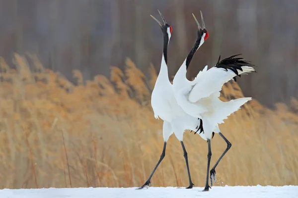 Pareja danzante de grúas coronadas rojas — Foto de Stock