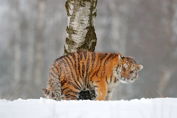 Tigre de Sibérie dans la forêt de neige — Photo