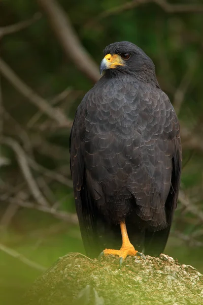 Wielkie czarne Hawk — Zdjęcie stockowe