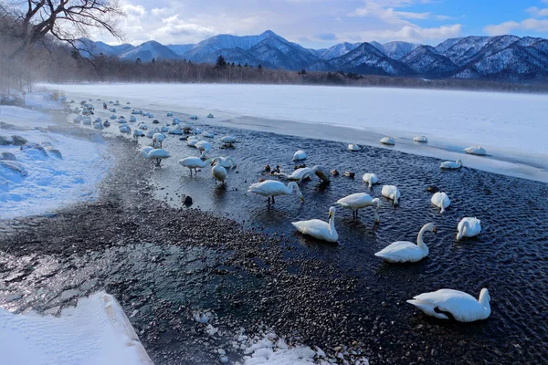 Cisnes Whooper en el lago Kusharo — Foto de Stock