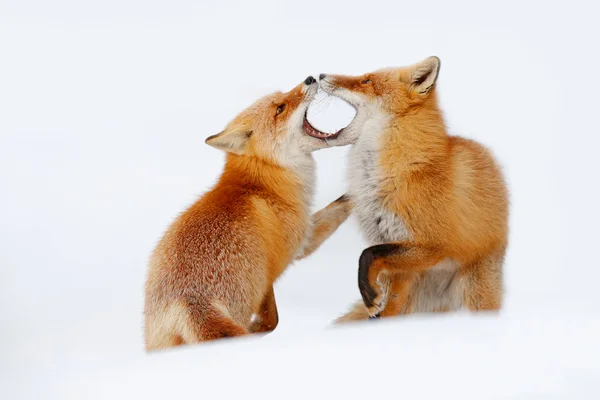 Renards rouges dans la neige — Photo