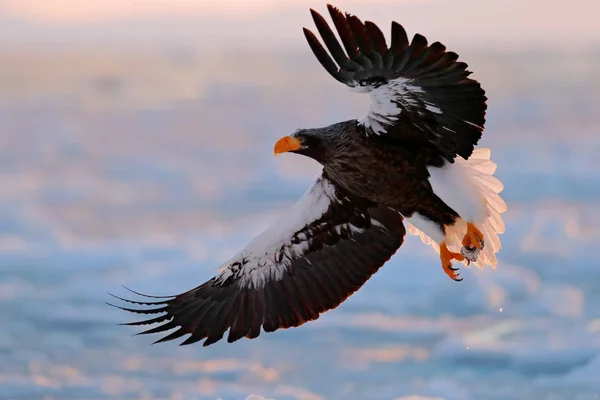 Águila volando sobre el mar —  Fotos de Stock