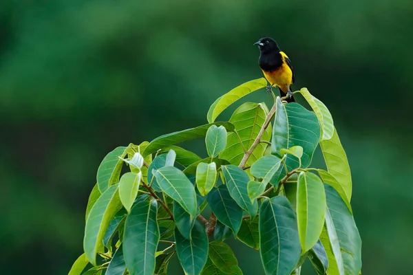 Oriole de capuz preto — Fotografia de Stock