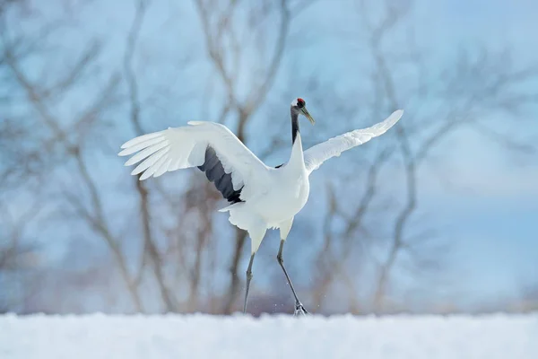 Baile de nieve en la naturaleza — Foto de Stock