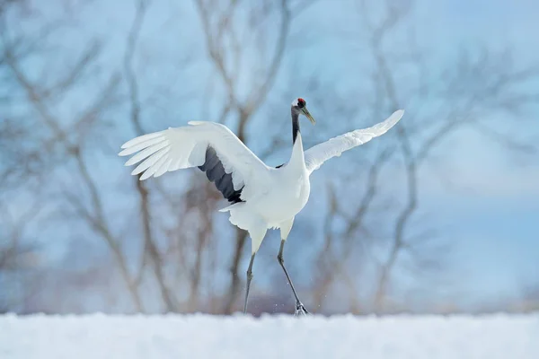 Snö Dans i naturen — Stockfoto