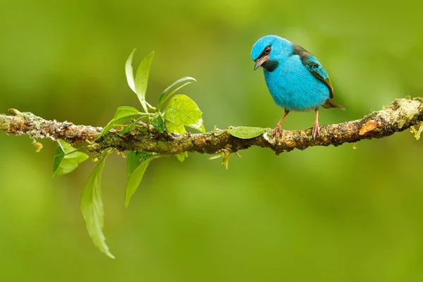 Modrý pták Dacnis — Stock fotografie