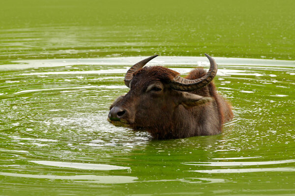 Bull swimming in lake